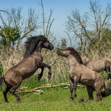 Konik horses